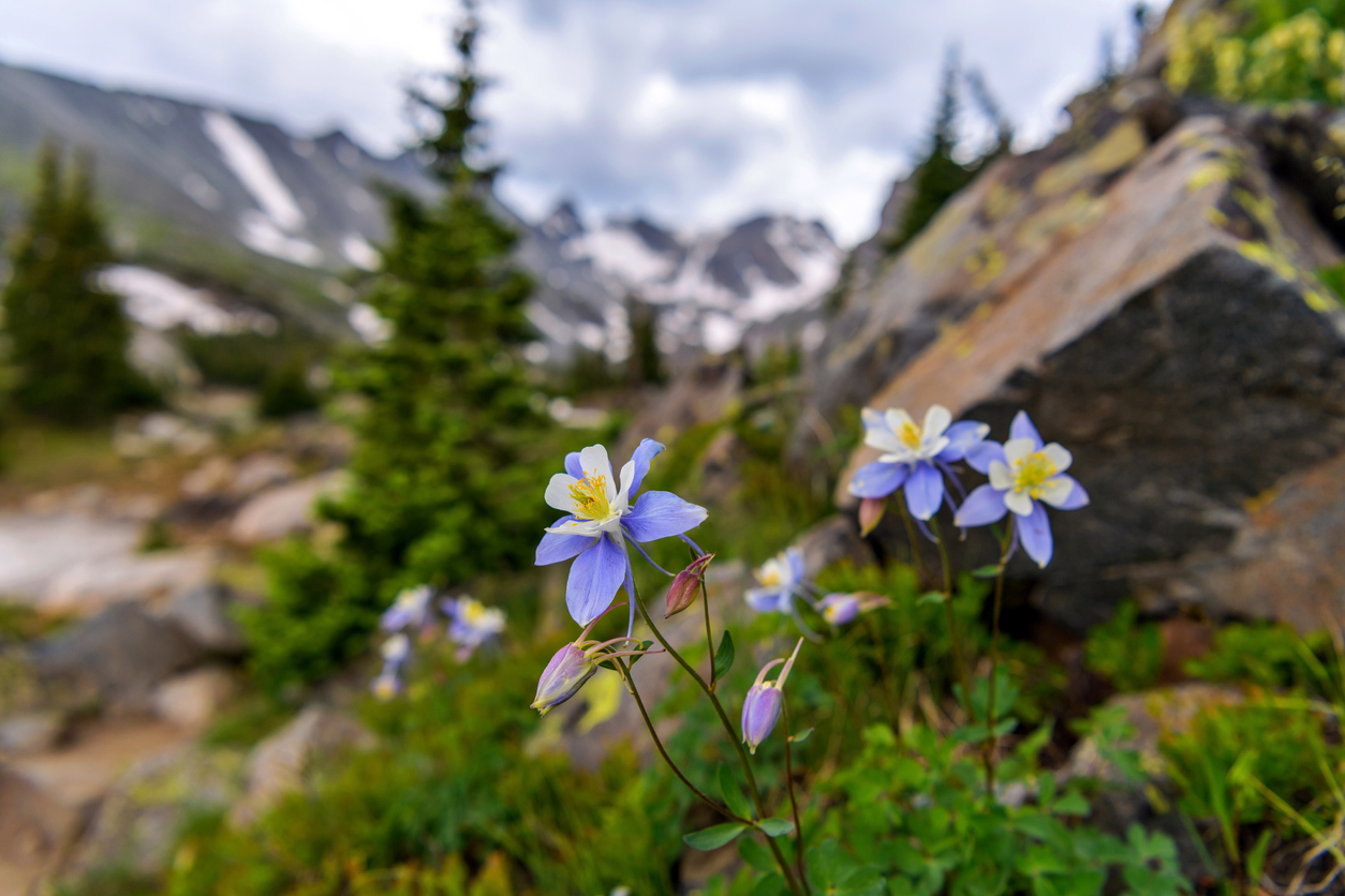 Colorado Blue Columbine – A bunch of wild Colorado Blue Columbine blooming at side of Isabelle Glacier Trail in Indian Peaks Wilderness.